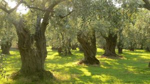 Oliveiras em Tasos, Grécia. Imagem via Wikipédia