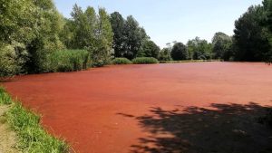 Algas vermelhas sobre um lago do Parco delle Cave. Imagem por Milano Today.